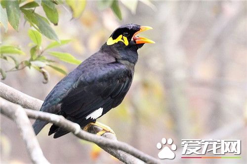 鹩哥吃生肉还是熟肉 少给鹩哥吃生肉或别吃