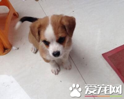 比格犬长到几岁 比格犬可以活12-15年的时间