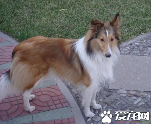 喜乐蒂牧羊犬市场价 市场价大约在2500左右