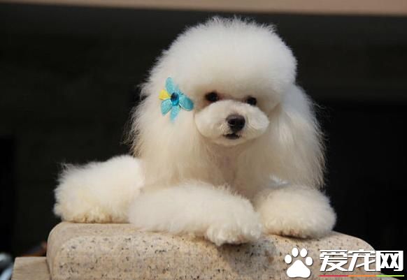 白色泰迪犬挑选 如何判断小狗是否优秀