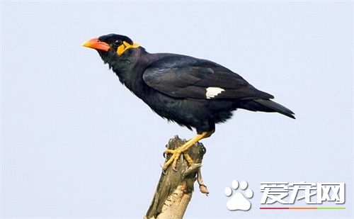 鹩哥雏鸟多少钱 区域不一样价格也不一样