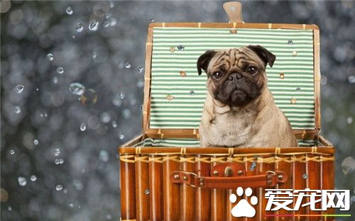 巴哥犬很掉毛怎么办 季节性脱毛属生理变化