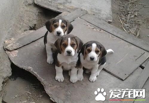 比格犬怎么训练上厕所 训练比格犬定点上厕所