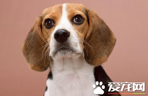 比格犬怎么看品相 头部呈大圆顶的形状