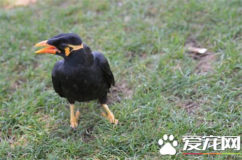 鹩哥什么时候换毛 鹩哥换羽的特点是只换绒羽