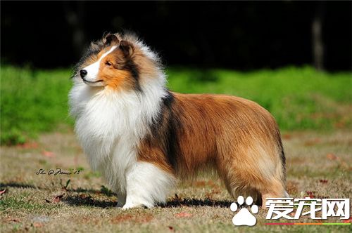 喜乐蒂牧羊犬市场价 市场价大约在2500左右