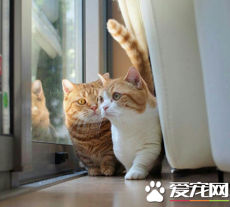 真正的爱情，是可以从眼神看出来的