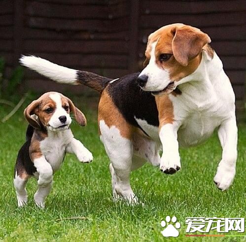 比格犬怎么训练不护食 首先要经常放手上喂食