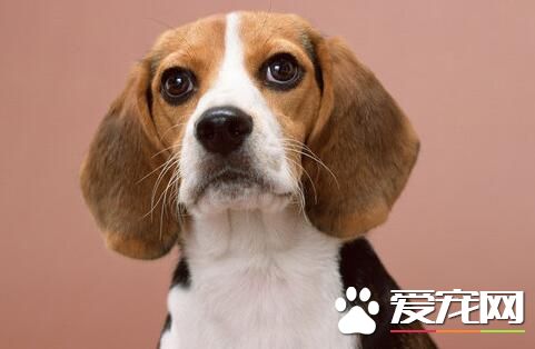 比格犬怎么除体味 洗澡去除比格的体臭