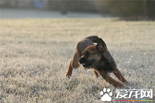 边境梗适合家庭养 不适合有小孩的家庭饲养