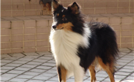 喜乐蒂牧羊犬怎么养 营养需要经过精心配置