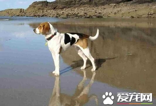 比格犬有什么优点 敏锐嗅觉服从性高