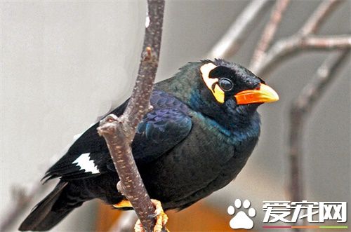 鹩哥雏鸟多少钱 区域不一样价格也不一样