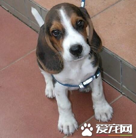 比格犬怎么训练不护食 首先要经常放手上喂食