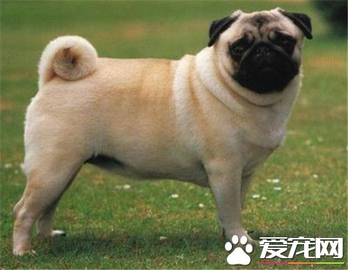 巴哥犬几个月可以训练 最好是从一个多月开始