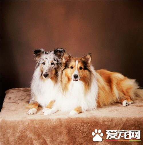 喜乐蒂牧羊犬好训练吗 3到6个月就可以训练