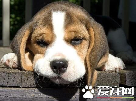 比格犬成年后性格 比格犬性格优点和缺点