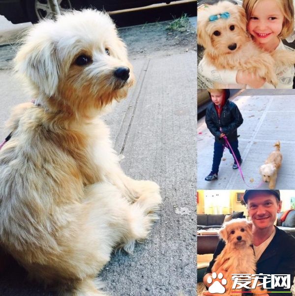 来自垃圾堆里的狗狗 如今成了知名主持人的爱犬