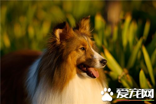 喜乐蒂牧羊犬配种 喜乐蒂牧羊犬犬种