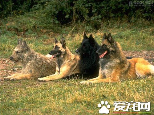 比利时牧羊犬寿命 寿命范围在10岁左右