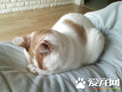 主银对不起，我偷吃了小鱼干，我现在很内疚