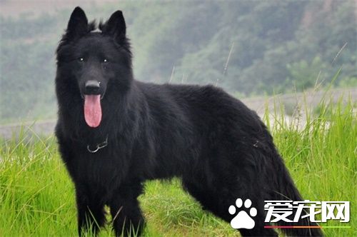 比利时牧羊犬优缺点 天生聪明喜欢保护羊群