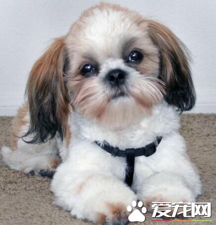 西施犬市场价格 不同地区价格也不相同