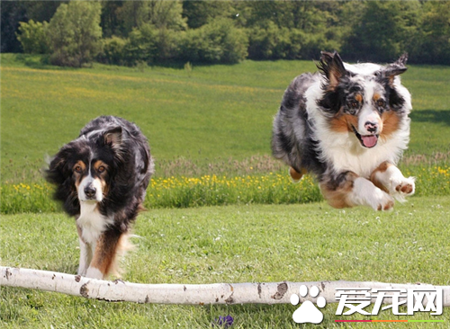 喜乐蒂牧羊犬的遗传病 喜乐蒂遗传病可以根治吗