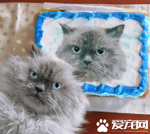 头一次看见蛋糕比真喵还可爱的