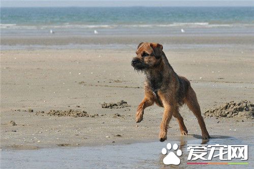 边境梗训练 姿势有利于让狗集中注意力训练