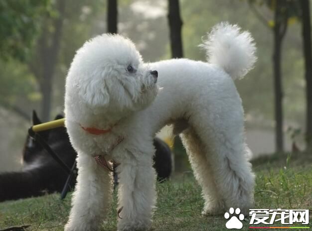 白色泰迪犬挑选 如何判断小狗是否优秀