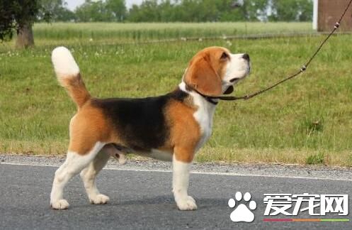 比格犬怎么训练猎兔 训练时需要经常地鼓励