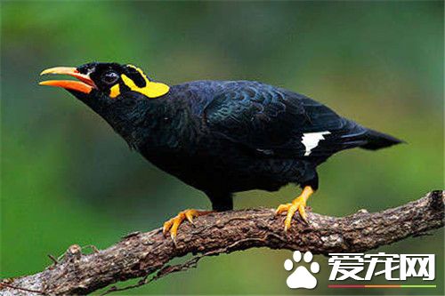 鹩哥换毛注意什么 鹩哥换毛也有地区差别