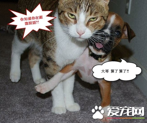 搞笑的猫猫和狗狗