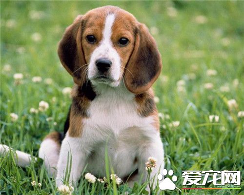 比格犬怎样服从训练 要保持一个良好的态度去训练