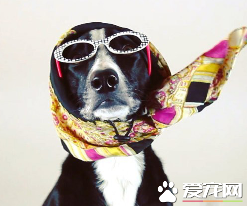 世界是如此的庸俗不堪，汪却是如此的高雅文艺~