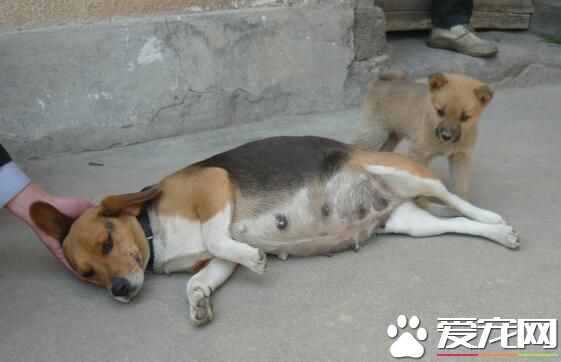 比格犬成年后身体多长 成年身高在30到40厘米