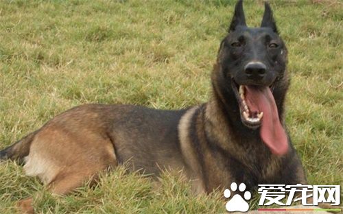 比利时牧羊犬凶猛吗 警戒心强聪颖机警