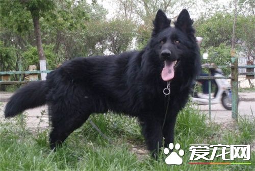 比利时牧羊犬训练 比利时牧羊犬训练的重要性