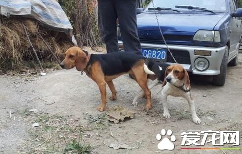 比格犬有攻击性吗 一般情况下是不会咬人的