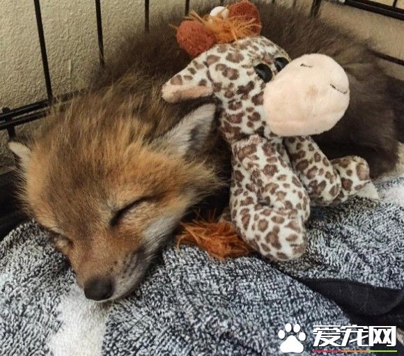 小狐狸差点成为皮毛大衣 幸好有好心人收养