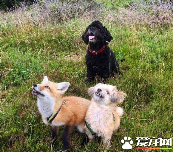 小狐狸差点成为皮毛大衣 幸好有好心人收养