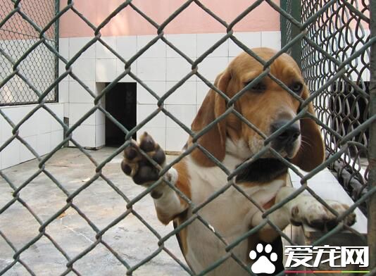 比格犬吃鸡胸肉吗 最适合比格犬吃的食物