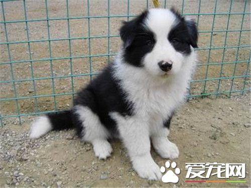 边境牧羊犬的智商 是一种非常聪明的犬种