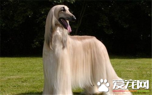 阿富汗猎犬标准 雄性身高27英寸误差1英寸