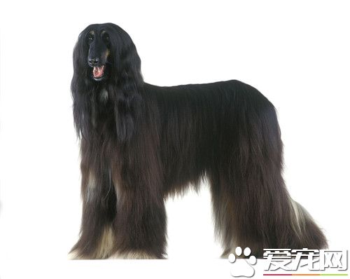 阿富汗猎犬交配 怎么挑选阿富汗猎犬的狗粮