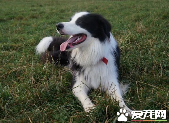 边境牧羊犬各色系价钱 黑白色的一千五到三千
