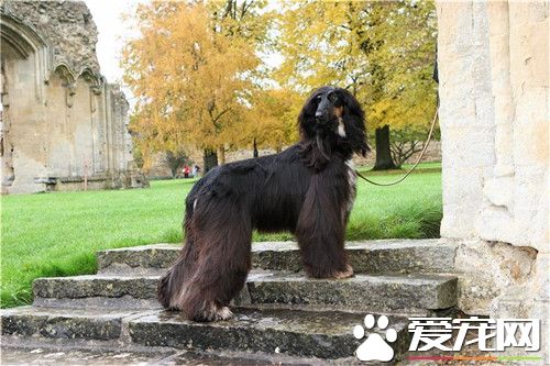 阿富汗猎犬乱跑 阿富汗猎犬乱跑怎么办
