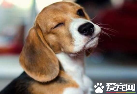 比格犬智商排名多少 比格犬排在72位左右