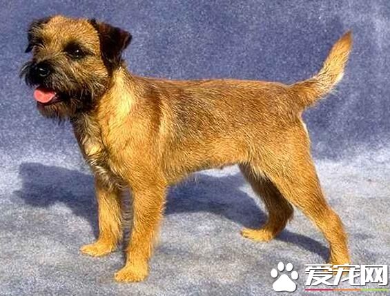 边境梗价钱贵吗 地区不同价格也不一样